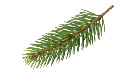 Pine branch green needles spread from a thin brown stem on a black backdrop