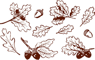 Hand drawn oak leaves and acorns in detailed brown line art. Autumn nature vector illustration with botanical forest elements and natural texture. © Anastasiia Neibauer