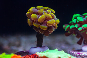 Coral Hammer Gold Yellow in Reef Tank