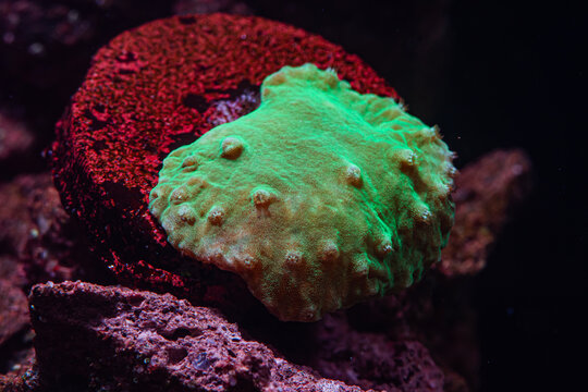 Coral Green Lettuce Leather Sinularia Brassica in Reef Tank