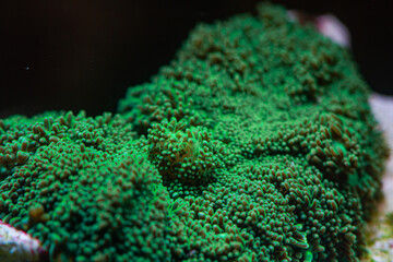 Green Mushroom Coral in Reef Tank