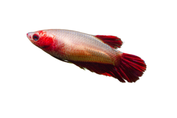 Female Betta in white and red colors in Fish Tank