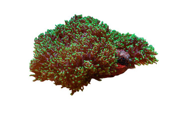 Coral Green Hairy Rhodactis Mushroom in Reef Tank
