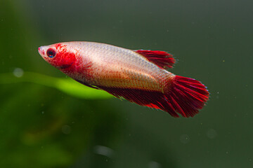 Female Betta in white and red colors in Fish Tank