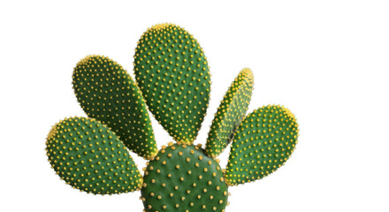 Prickly pear cactus with pads covered in tiny yellow glochids on black
