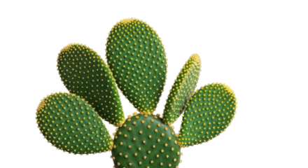 Prickly pear cactus with pads covered in tiny yellow glochids on black