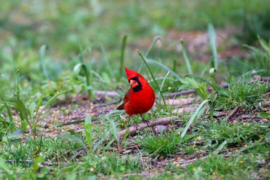 Bright Red Cardinal Perching on a Stick in Green Grass