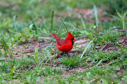 Bright Red Cardinal Perching on a Stick in Green Grass Giving a Side Eye Look