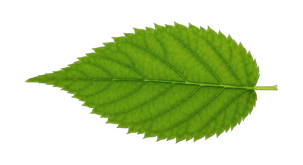 Single serrated green leaf shows veins, isolated against a black background