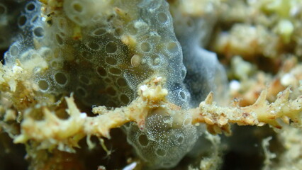 Encrusting colonial ascidian form or tunicate Diplosoma spongiforme extreme close-up undersea, Aegean Sea, Greece, Halkidiki, Pirgos beach