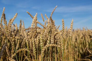 Fototapeta premium Gold wheat field and blue sky