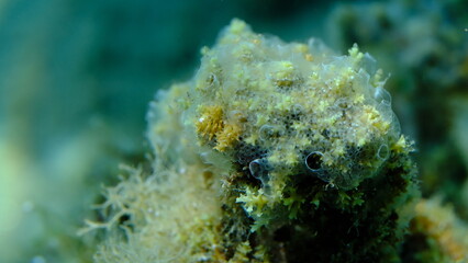 Encrusting colonial ascidian form or tunicate Diplosoma spongiforme extreme close-up undersea, Aegean Sea, Greece, Halkidiki, Pirgos beach