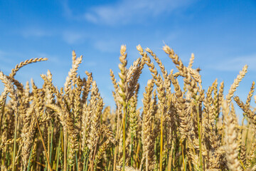 Gold wheat field and blue sky