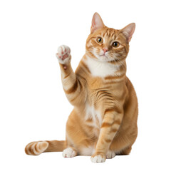 Obraz premium A cute cat high five isolated on white background