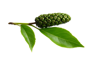 Green alder cone and leaves on a dark background