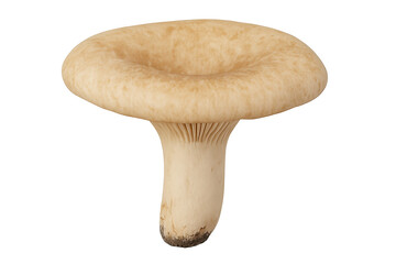 Light-brown mushroom with rounded cap and pale stem, gills visible on underside