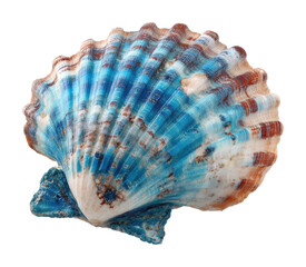 Shell collecting adventure beach marine life coastal isolated on transparent background