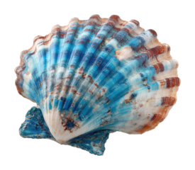 Shell collecting adventure beach marine life coastal isolated on transparent background