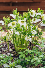 Helleborus orientalis Pretty Ellen White in garden