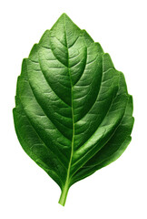 Obraz premium Vibrant green leaf nature freshness concept isolated on transparent background