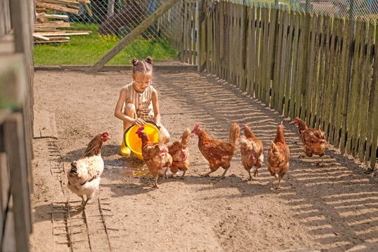 A little girl is watering and feeding poultry from a bucket. Breeding chickens on a farm