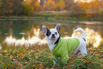 A Chihuahua dog. Portrait of a cute purebred dog standing on the riverbank.