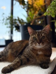 Multicolor cat pet sleeping on retro style armchair in modern scandinavian interior with many green house plants in hard sunlight. Biophilia style. Cozy, hygge home interior design. Selective focus