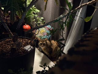 Multicolor cat pet sleeping on retro style armchair in modern scandinavian interior with many green house plants in hard sunlight. Biophilia style. Cozy, hygge home interior design. Selective focus