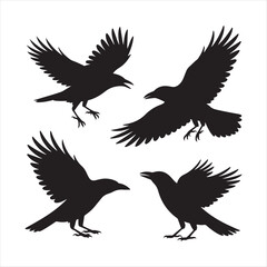 Obraz premium Four silhouettes of ravens in flight and perched against a white background