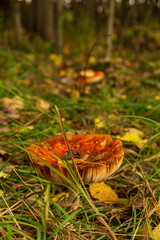 Bright autumn leaves in sunlight, red and yellow foliage close-up in fall season Close-up of a red fly agaric mushroom (Amanita muscaria) growing in the grass on a forest floor in autumn
