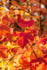 Bright autumn leaves in sunlight, red and yellow foliage close-up in fall season Close-up of a red fly agaric mushroom (Amanita muscaria) growing in the grass on a forest floor in autumn