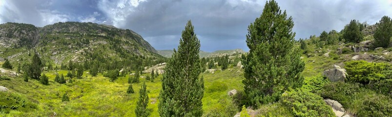 A panoramic view of a forest with two trees in the foreground