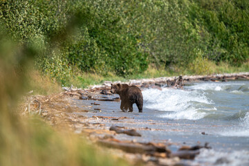 Alaskan brown bear searching for salmon along the shore in Naknek Creek.