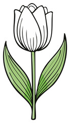 White Tulip Blossom with Green Leaves Illustration Isolated Simple Hand Drawn Flower
