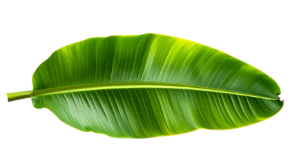 A vibrant, detailed overhead shot of a single large, green banana leaf against a black backdrop