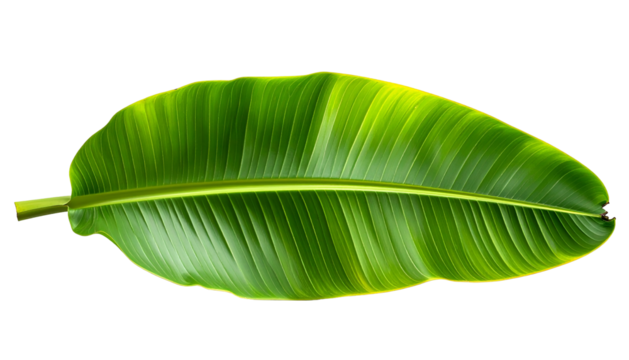 A vibrant, detailed overhead shot of a single large, green banana leaf against a black backdrop