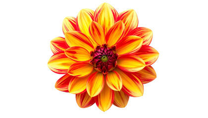 Bright, vibrant dahlia flower, yellow and red petals, dark center, isolated on black
