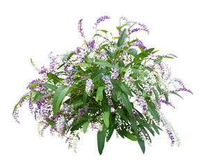 ハーデンベルギア　3月撮影