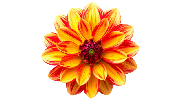 Bright, vibrant dahlia flower, yellow and red petals, dark center, isolated on black