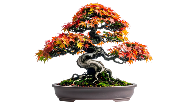 A vibrant bonsai tree with twisted trunk and autumnal red/orange leaves, in a pot