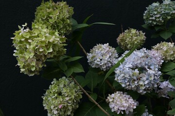 Moody Hydrangeas