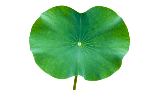 Isolated, large, vibrant green lotus leaf with radial veins, against a stark black background