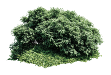 Lush green tree cluster forest model natural isolated on transparent background