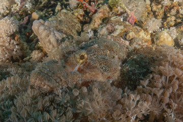 Fish swimming in the Red Sea, colorful fish, Eilat, Israel

