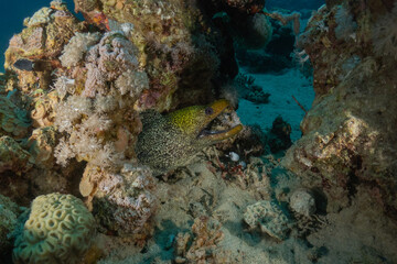 Naklejka premium Moray eel Mooray lycodontis undulatus in the Red Sea, Eilat Israel 