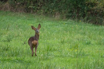 close up portrait of pretty roe deer  in the countryside