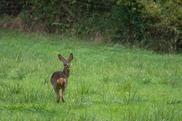 close up portrait of pretty roe deer  in the countryside