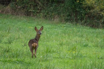 close up portrait of pretty roe deer  in the countryside
