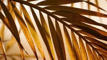 Dried palm leaf texture with golden tones and rib details under soft sunlight. Perfect for tropical and organic branding