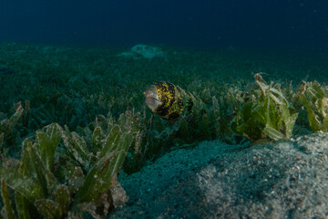 Moray eel Mooray lycodontis undulatus in the Red Sea, Eilat Israel
